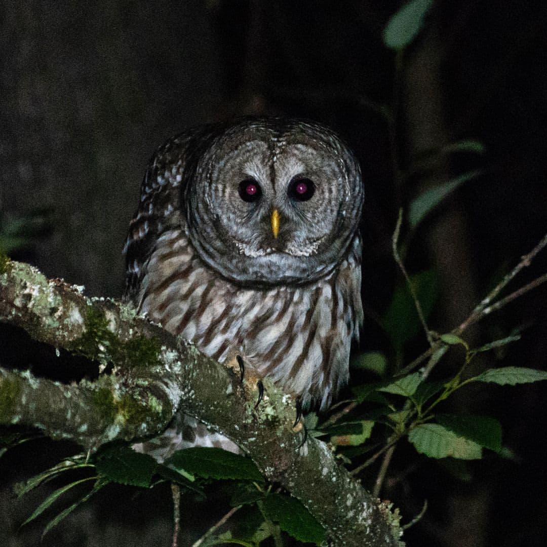 Attacked by owl in Bellevue