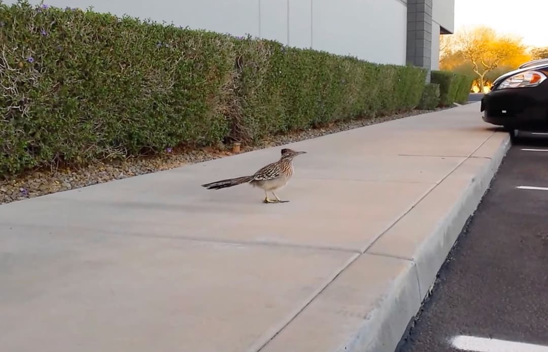 Roadrunner in Arizona