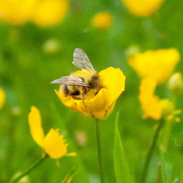 Bee feasts on wild flower