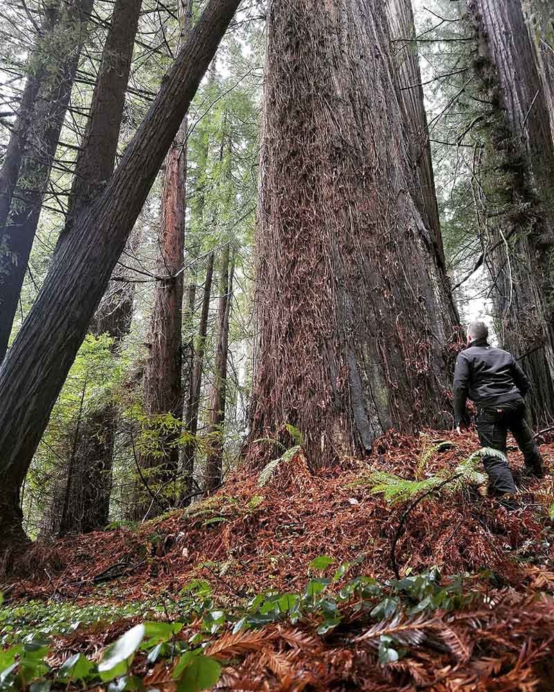 Visiting the redwood trees