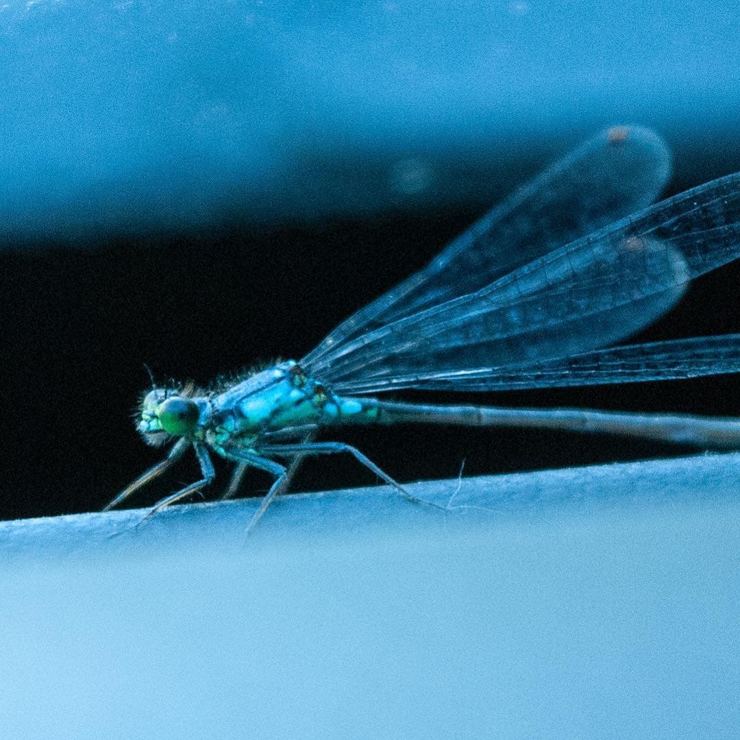 Dragonfly in blue light