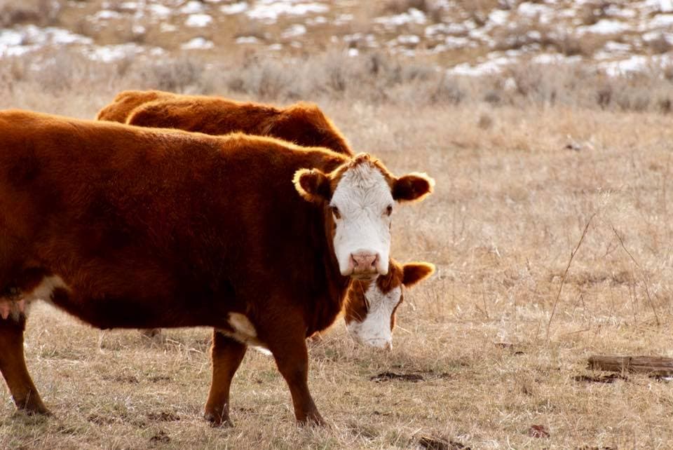 Driving through Sheridan, Wyoming