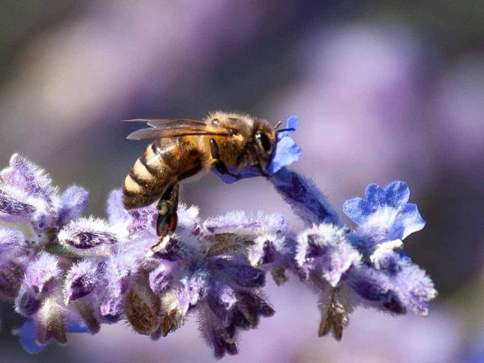 Bee takes a gulp
