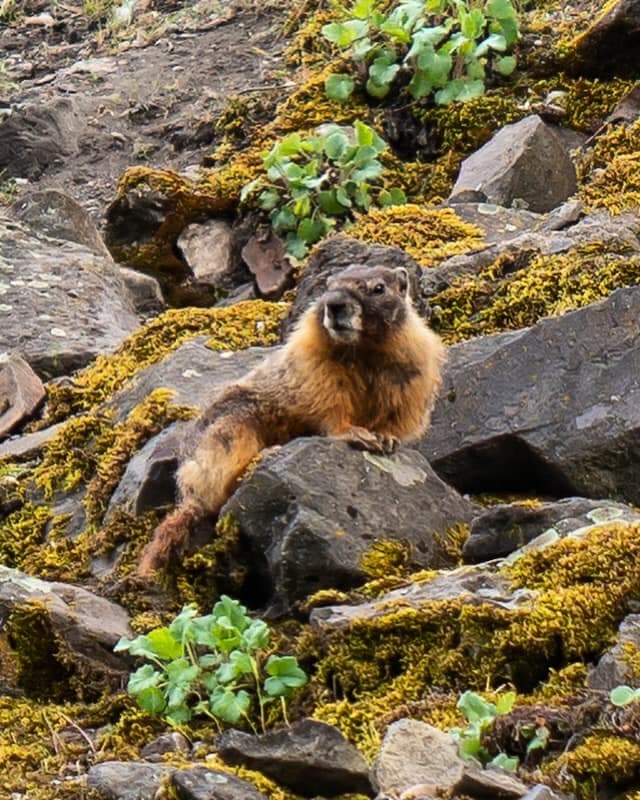 Marmot overlooking Spokane River