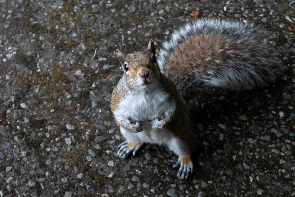 Squirrel begs for food in Seattle