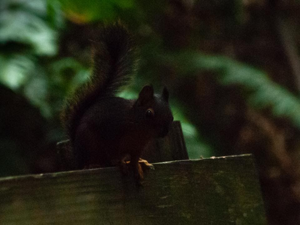 Squirrel silhouette