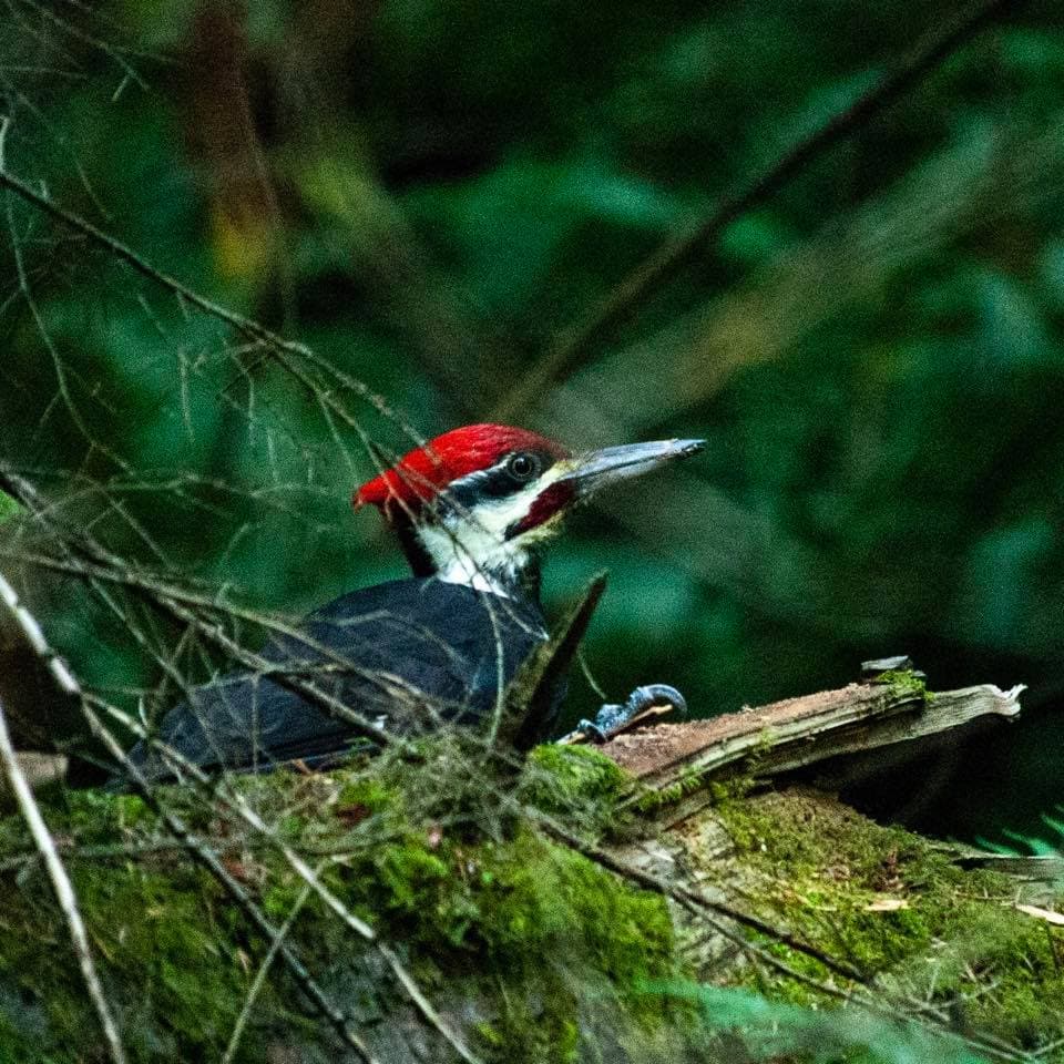 Woodpecker caught in the act