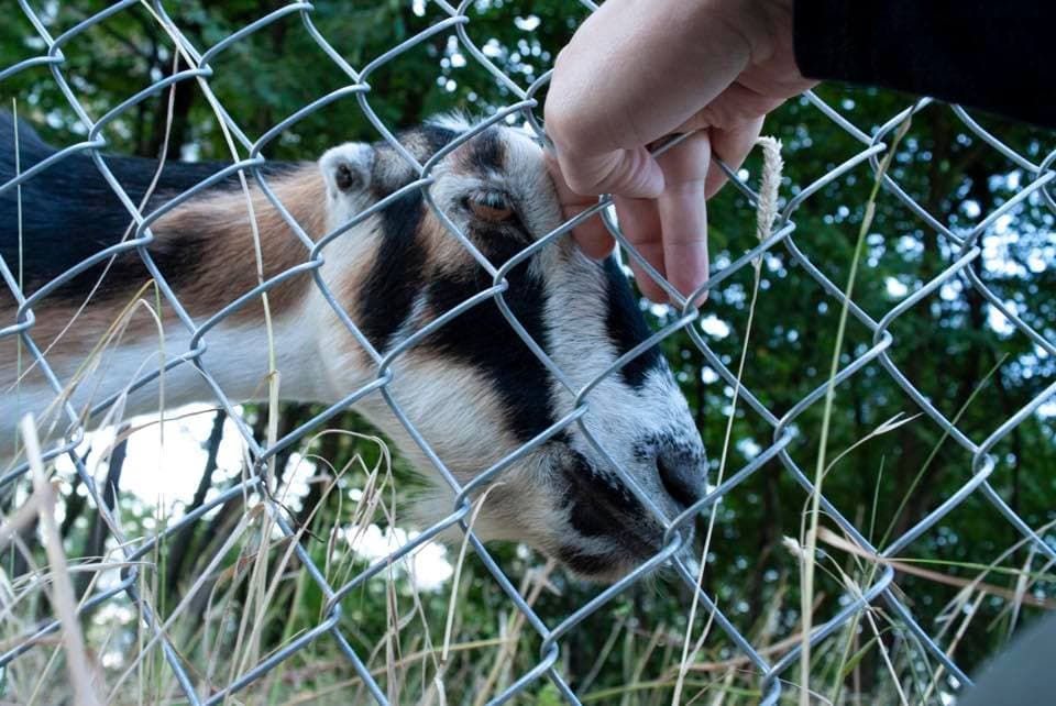 Seattle goats under the bridge in U District