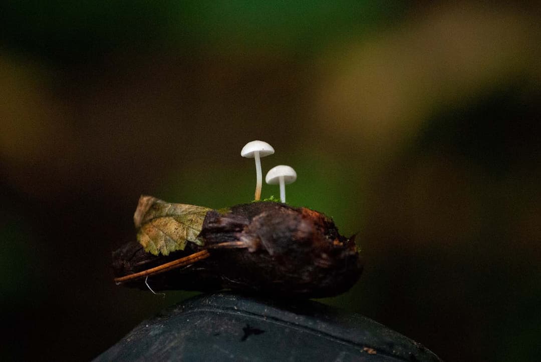 September 2018 mushrooms